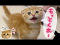 初めてのチュールを夢中で食べる子猫時代のたろ