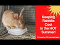 Keep rabbits cool in the hot summer