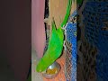 #funny #nonstoptalkingparrot #parrot #talkingparot #comedy #greenparrot