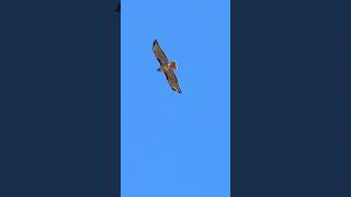 2136  Raw Footage  Bird in Flight  7  IMG 85061