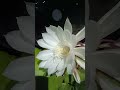 bramh kamal #####