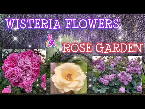 Video: Episode (63 Photos): Caring For A Flower At Home. Description Of The Episode Tiger Stripe And Rose Garden, Temiscaming And Other Varieties. Reproduction Methods