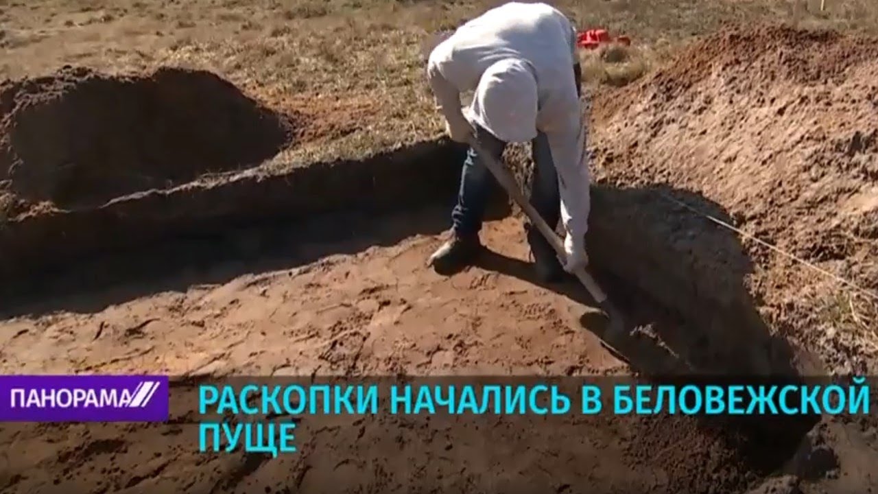 В Беловежской Пуще начались раскопки на месте стоянки периода каменного века. Панорама