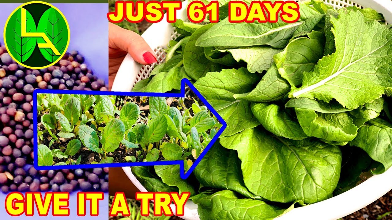 Fastest green leafy vegetable रायोको साग grow it now YouTube