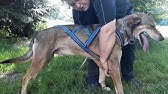 Inlandsis Blizzard Beast Harnais X Back Canicross Canivtt Et Chien De Traineau Youtube
