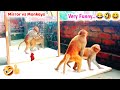 Mirror vs monkeys  wow very very funny reaction by monkeys  you cant stop laughingpart 11