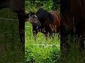 Two horses  caballos pferdeequus beautifulhorse pferd horse horses shorts.