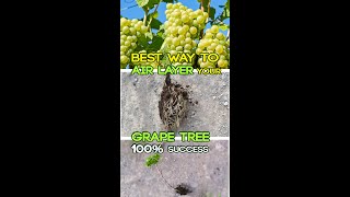 Https://youtu.be/wzbeis9_to4this is a grape air layering video if you
never came across method , then will be surprised how easy and
success...