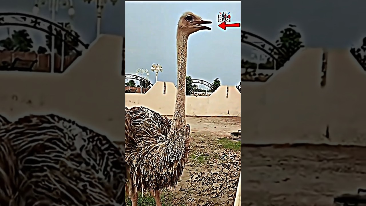 Why Ostriches Eat Stones & Never Sit on Eggs 😲 | Shocking Animal Facts #shorts