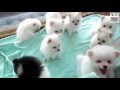 Cutes dogs  cutest dog in the world  cute dogs clips 2016