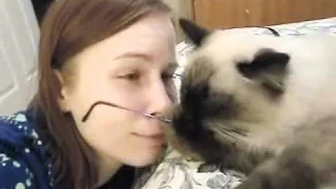 Video 1803401: hypoallergenic siberian cats, cat showcase, pointed cat, cat first