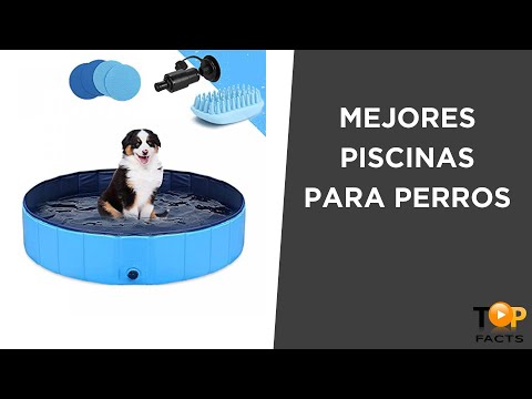 Video: ¿Son seguras las piscinas para perros?