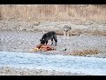 Wolves in Grand Teton National Park November 2021
