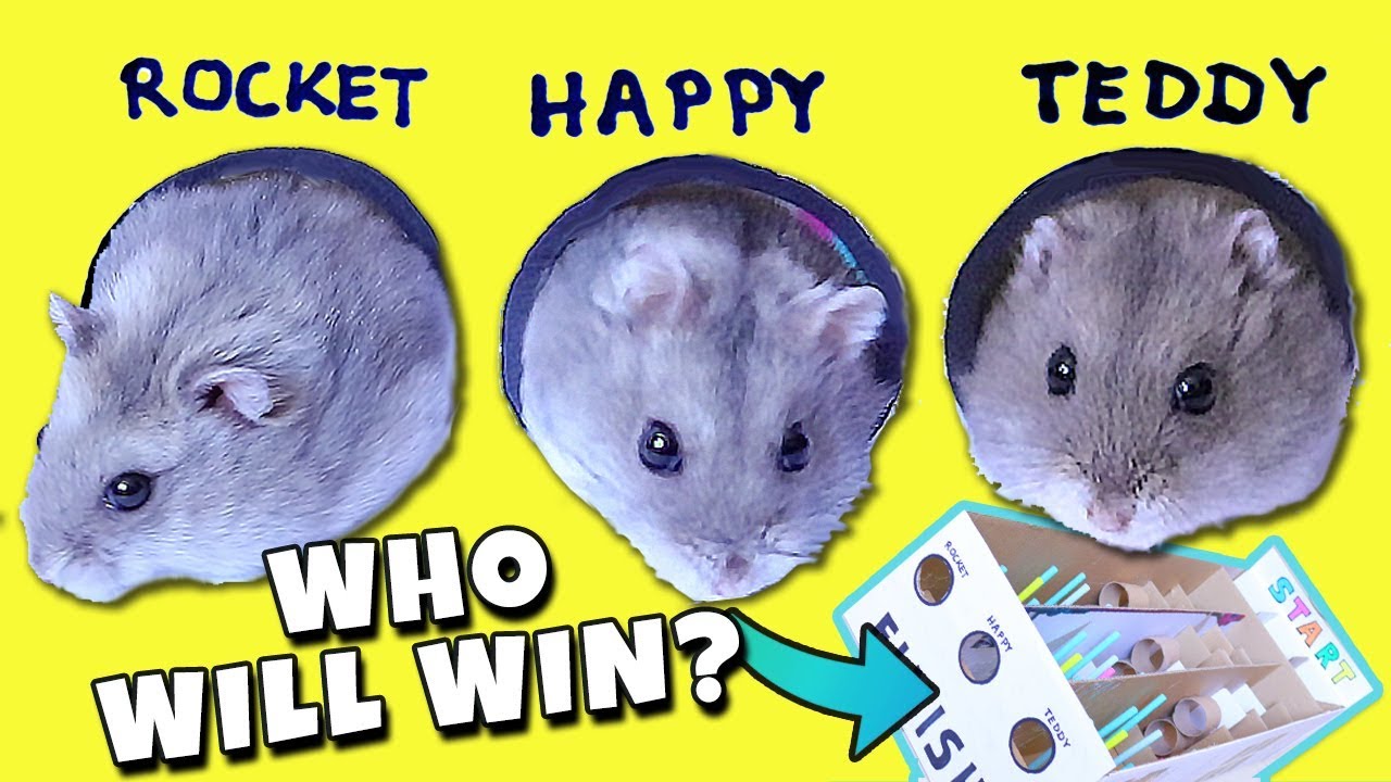 FUNNY HAMSTER RACE! Diy Obstacle Course from Cardboard for Hamsters ...