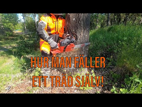 Video: Hur Man Fäller Papperslock