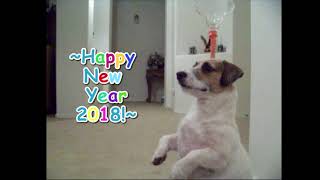 Happy New Year from Jesse  2018 is Year of the Dog