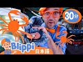 海の生きもの探検隊! | ブリッピ 日本語 - 幼児向け教育動画 Blippi