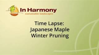 Time Lapse: Japanese Maple Winter Pruning