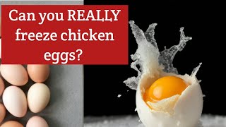 Can You REALLY Freeze Chicken Eggs? The Best Method Revealed!