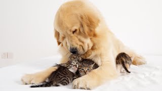 Golden Retriever Loves Kittens Like Mother Cat