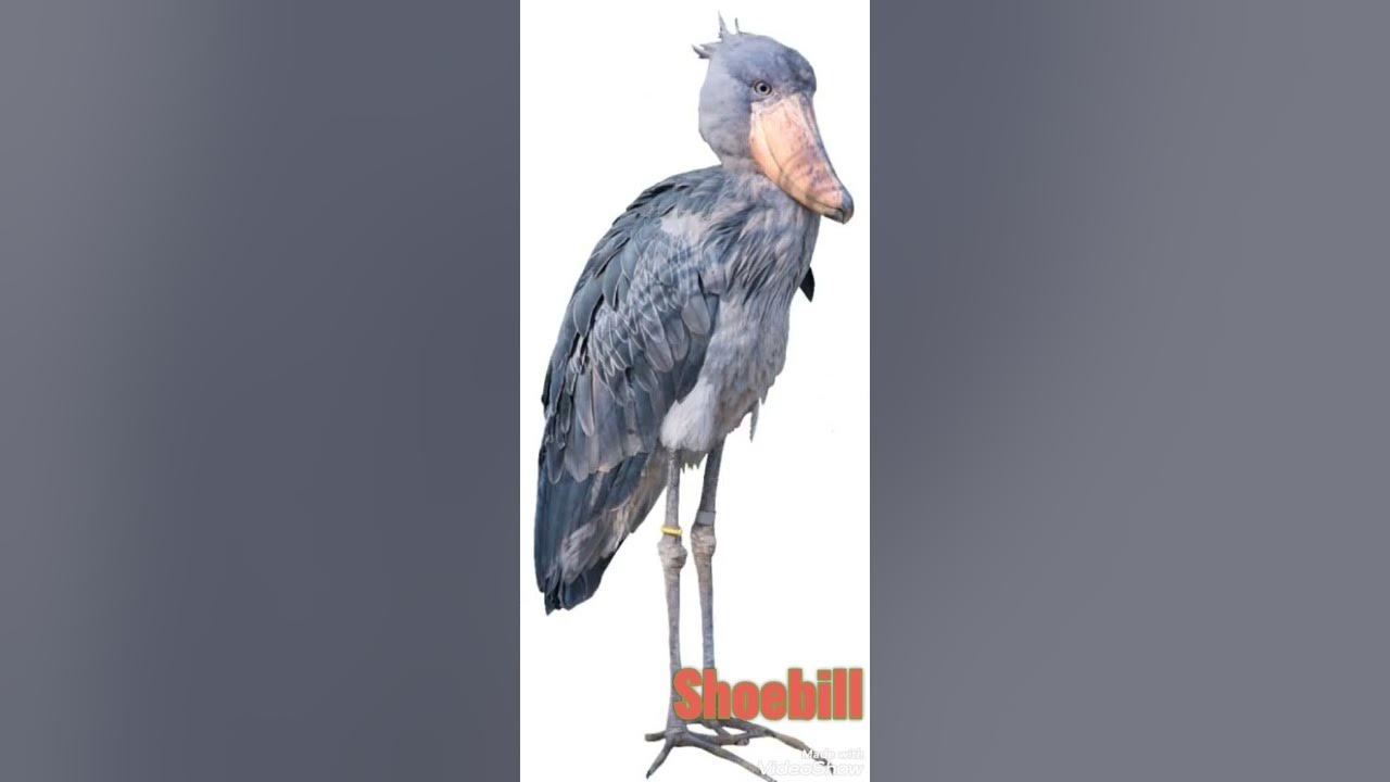 Sound of Shoebill Sounds like a Machine Gun YouTube