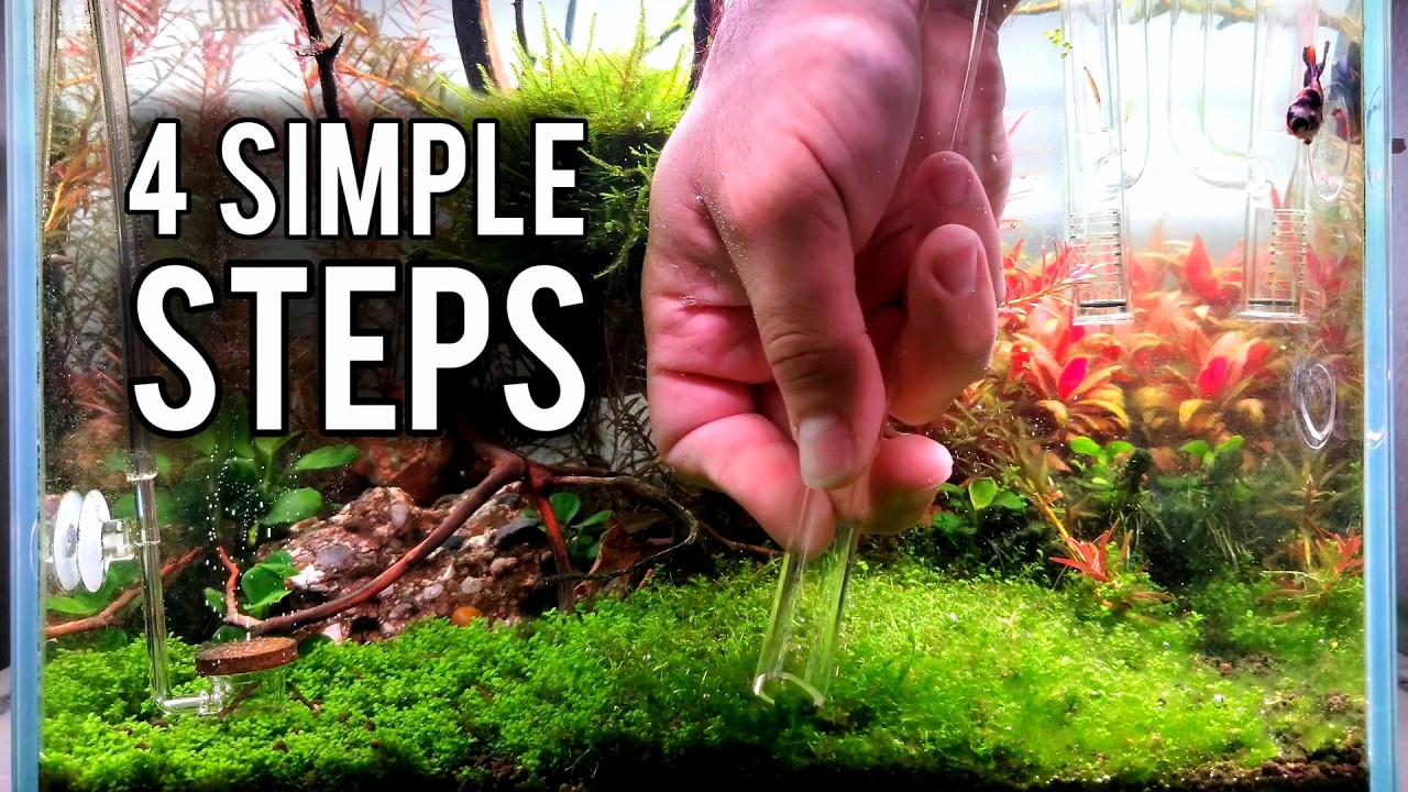 ALGAE FREE AQUARIUM in Just 5 Days