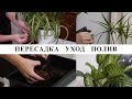 ПЕРЕСАДКА / УХОД / ПОЛИВ Комнатных растений. + СОВЕТЫ