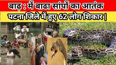 #bihar :बाढ़-बारिश से बढ़ा सांपों का आतंक,एक महीने में62 लोग हुए शिकार l#khabar_patna_news_network |