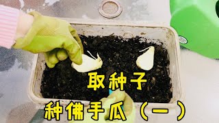 不用浪费整个佛手瓜，用取种子的方法，种植佛手瓜，让佛手瓜在家中发芽，取种子种佛手瓜（一）Chayotes germinate at home#佛手瓜#Chayote