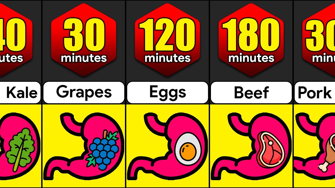 How Long Foods Stay In Your Stomach | How Long Different Foods Take To Digest | Foods Comparison