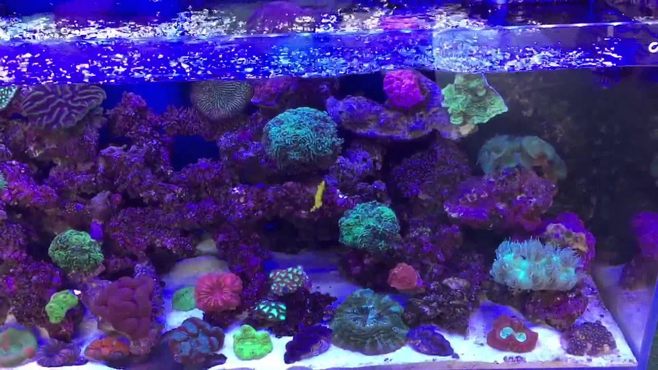 Why you get micro bubbles in an aquariums! YouTube