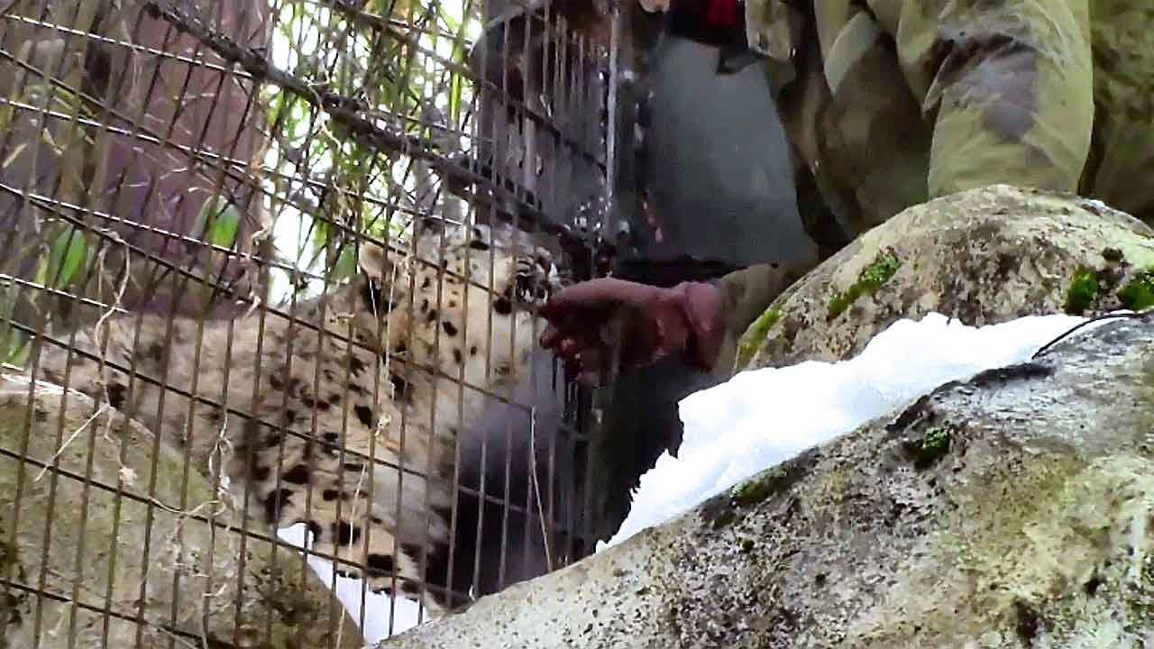 video phone beyonce mp3 帰ろうとしないユキヒョウの子供「フク」その1(多摩動物公園)Zoo Keeper & Snow Leopard Cub