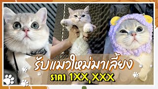 โฟร์รับน้องแมวกลับบ้าน ไปได้มาจากฟาร์มไหน? ราคาเท่าไหร่? ตามมาดูกันเลย