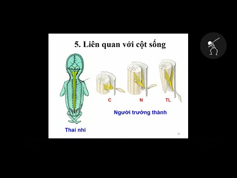 GIẢI PHẪU HỆ THẦN KINH TRUNG ƯƠNG | BS. Nguyễn Sanh Tùng
