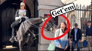 “ORMONDE” TOURISTS PROVOKED THE WRONG HORSE