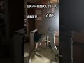 [相撲]台湾人に相撲を教えてやった[留学]#やんやんふぇー #ルームシェア #留学 #shorts
