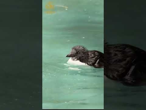 صغار بلا أجنحة قوية كيف ينجون من أول اختبار في الحياة