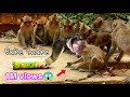 Real monkeys fake snake prankvsvery funny clip prank monkey babie