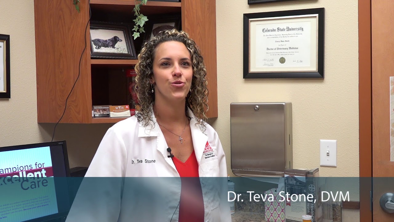 Meet the Owners of Wellington Veterinary Hospital YouTube