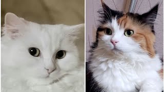 Calico cat Jenny and Turkish Angora Lika by Lovely Funny Cats 442 views 2 years ago 4 minutes, 31 seconds