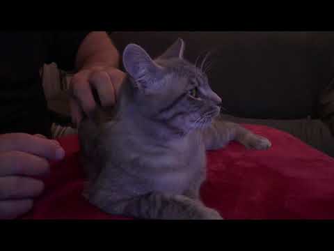 Introducing Ziggy! [ASMR]