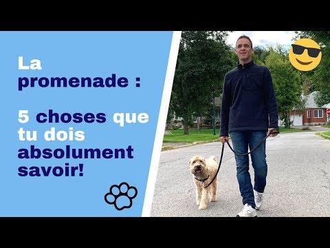 Vidéo: 5 idées pour préparer votre promenade quotidienne avec votre chien