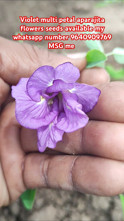 'Rare Violet Multi Petal Aparajita Flowers | Butterfly Pea Plant Growing & Care' #seedcollection