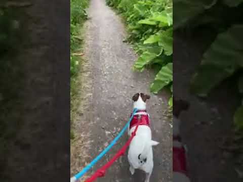 Walking puppy 🐶 Paddy #AONB #gloucestershire