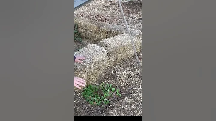 Are Oak Leaves Bad To Use As Mulch #shorts #garden #mulch