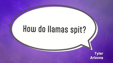 How do llamas spit?
