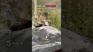 Ranking Cats From Different Countries