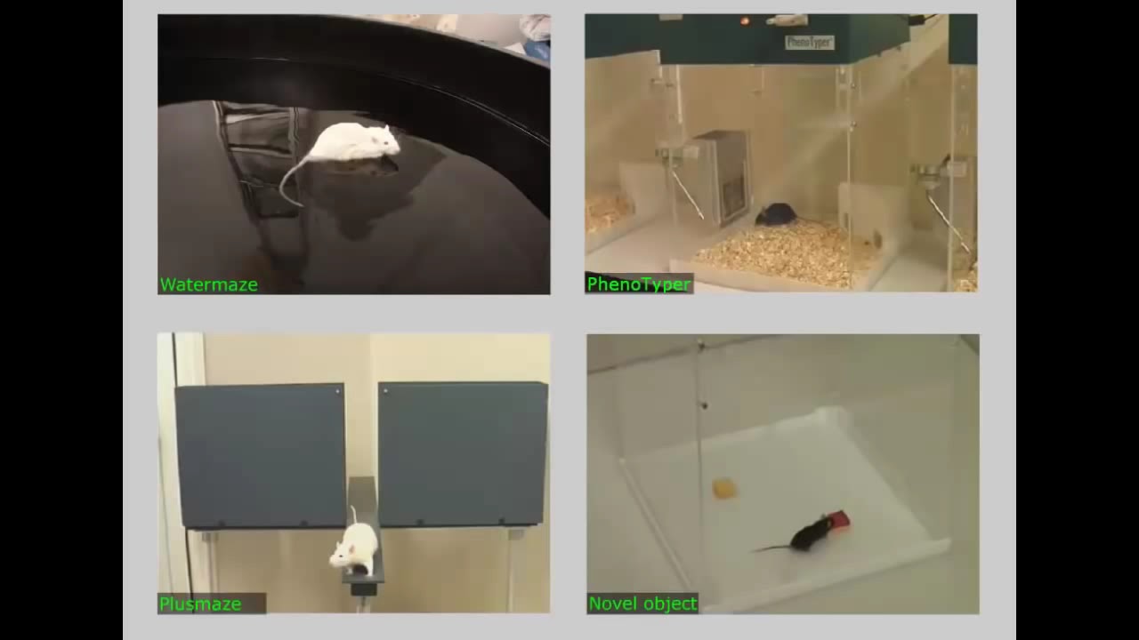 EthoVision XT And The Novel Object Recognition Test YouTube ethovision-xt-and-the-novel-object-recognition-test-youtube