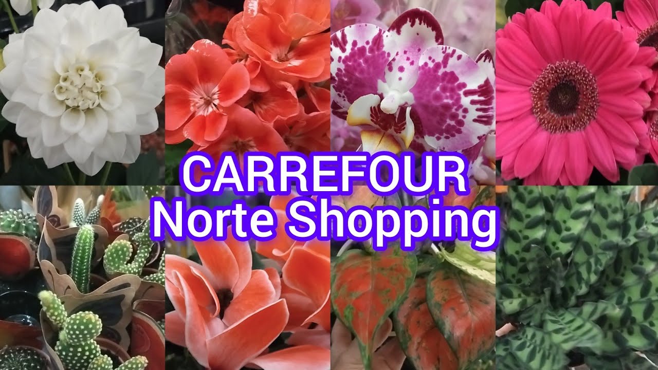 Plantas no Carrefour Norte Shopping !#viralyoutubevideo #plantas #flores #jardim #casa #amigos#viral