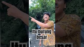 Ada burung besar